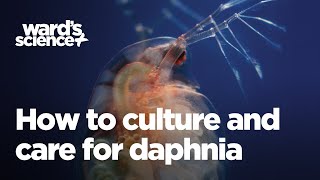 Caring and Culturing for Daphnia [upl. by Aniral]