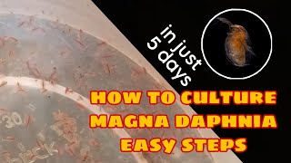 How to Culture Magna Daphnia Easily [upl. by Raynata]