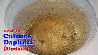 How to Culture Daphnia Update with ZERO Cost  Unlimited Live Food for Our Fish [upl. by Latham464]