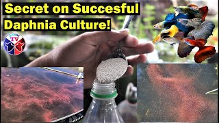 How to Culture Daphnia Successfully [upl. by Sammy725]