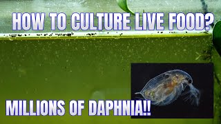 How to Culture Daphnia Secret Method to Breed MILLIONS  Simply Aquatic [upl. by Kola190]