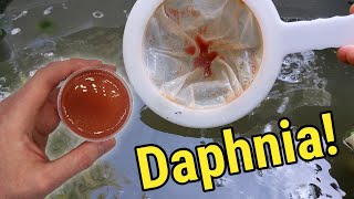 How I Culture Daphnia In Outdoor Tubs [upl. by Croix]