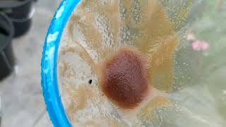 How to culture daphnia moina in a small container Part 1 English Subtitle [upl. by Naitsabes304]