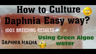 Daphnia MagnaHow to Culture Daphnia Easy wayCulturing Daphnia using Green water Daphnia [upl. by Llennod]