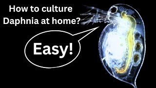 BEST Live Fish Food Beginner guide How to Culture Daphnia at home [upl. by Berk319]