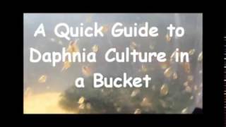 How to culture daphnia outside [upl. by Marketa]