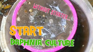 How to culture daphnia moina the easy way 1  Starting the Daphnia culture [upl. by Orelia]