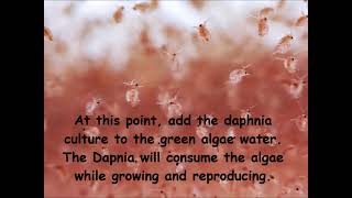 Daphnia  How to grow daphnia in your home [upl. by Synned]