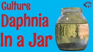 How to Culture Daphnia in a Jar [upl. by Powell170]