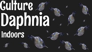 How to Culture Daphnia [upl. by Zanahs]