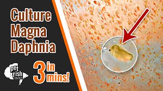 How to culture DAPHNIA MAGNA  The easy way [upl. by Harwill]