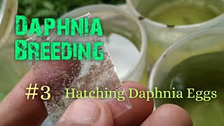 Daphnia Culture made simple and easy 3  Hatching Daphnia eggs [upl. by Selfridge920]