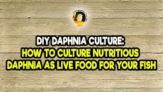 DIY Daphnia Culture How to Culture Nutritious Daphnia as Live Food for Your Fish [upl. by Peace]