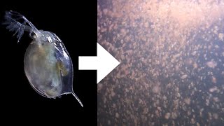 How I Culture Daphnia [upl. by Ydneh]