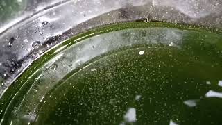 DAPHNIA MOINA CULTURE IN A SMALL BUCKET [upl. by Llij]