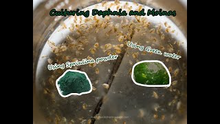 How To Culture Daphnia and Moinas using Green Water Spirulina powder [upl. by Desiree]