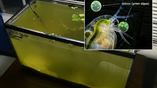 Raising Daphnia for the Freshwater Aquarium [upl. by Handbook144]