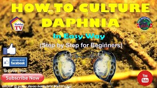 HOW TO CULTURE DAPHNIA In Easy Way [upl. by Seow]